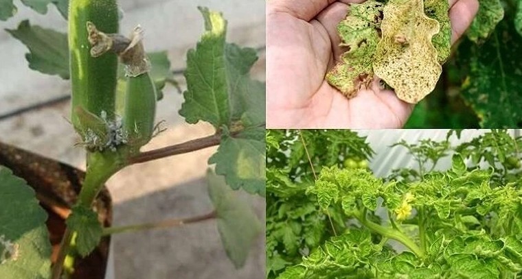 కూరగాయల పంటలను వైరస్‌ నుంచి కాపాడుకో.. రైతులారా, ఇలా చేస్తే చాలు!

