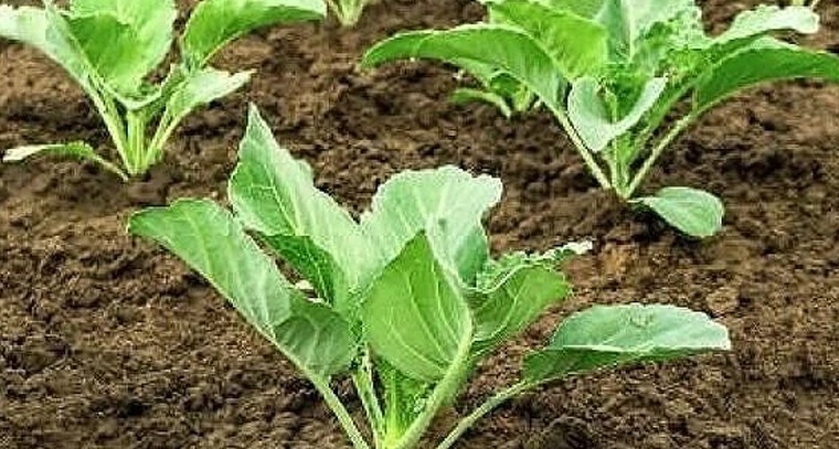 లాభదాయకమైన క్యాబేజీ సాగు.. నారు పెంపకంలో తీసుకోవాల్సిన జాగ్రత్తలు

