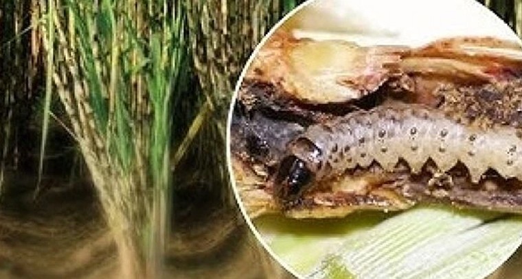 చెరకు సాగులో మెలకువలు.. అధిక దిగుబడి కోసం క్షేత్రస్థాయి సూచనలు

