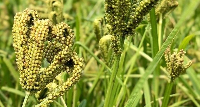 రాగి సాగులో మెళకువలు.. అధిక దిగుబడి కోసం నీటి యాజమాన్య సూత్రాలు


