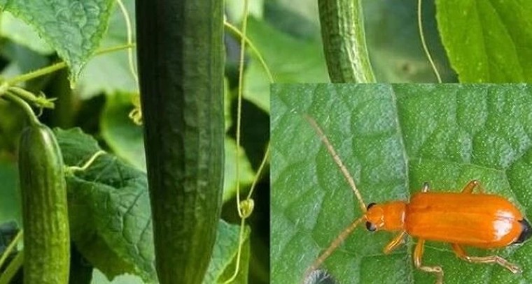 కీరదోస సాగులో గుమ్మడి పెంకు పురుగుల ఉధృతి.. నివారణా చర్యలు ఇవే

