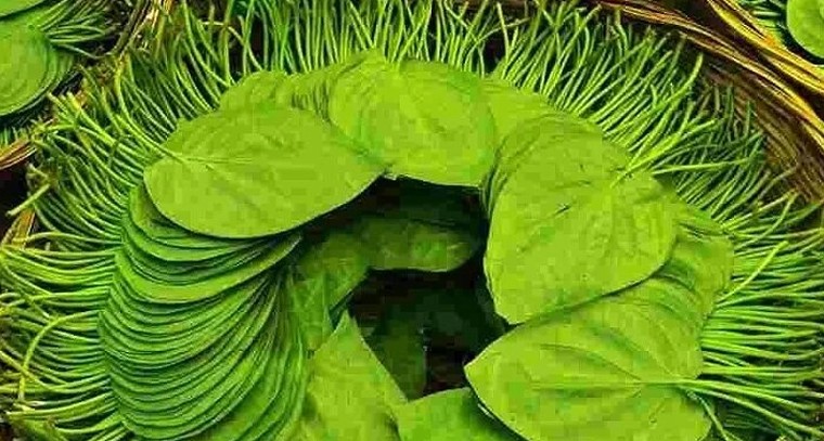 శుభానికి సంకేతం.. ఆరోగ్యానికి వరం ‘నాగవల్లి’ దళం

