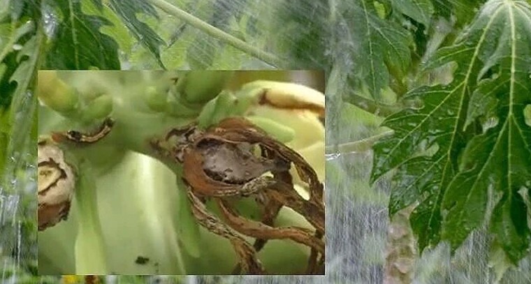 బొప్పాయి సాగులో మెలకువలు.. చీడపీడల నివారణకు సమగ్ర రక్షణ చర్యలు

