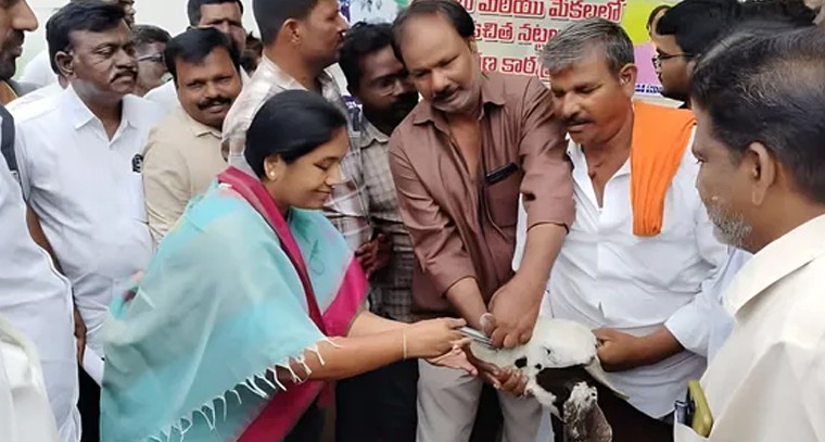 రాప్తాడులో గొర్రెల కోసం ఆరోగ్య పరిరక్షణ.. ఎమ్మెల్యే పరిటాల సునీత చేతులమీదుగా నట్టల మందుల పంపిణీ

