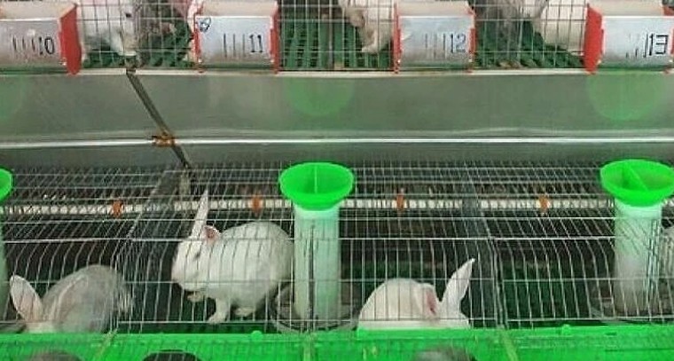 కుందేళ్ల పెంపకంలో మెళకువలు.. నాణ్యమైన షెడ్ నిర్మాణంతోనే అధిక లాభాలు

