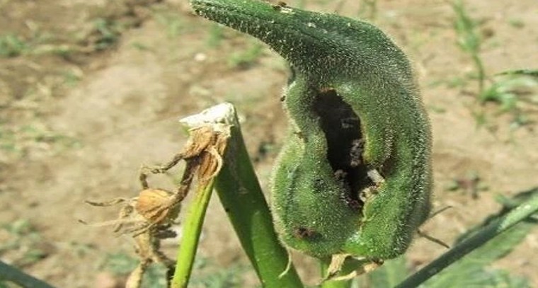 బెండ సాగులో మొవ్వు, కాయ తొలుచు పురుగు ఉధృతి.. నివారణ చర్యలు తప్పనిసరి


