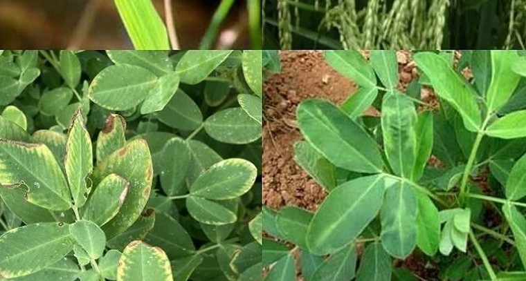 వరి, వేరుశనగ రైతులకు హెచ్చరిక.. దిగుబడిని దెబ్బతీస్తున్న బోరాన్ లోపం

