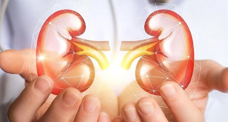 మీ కిడ్నీలు పదిలం.. మూత్రపిండాల రక్షణకు పాటించాల్సిన గోల్డెన్ రూల్స్ ఇవే

