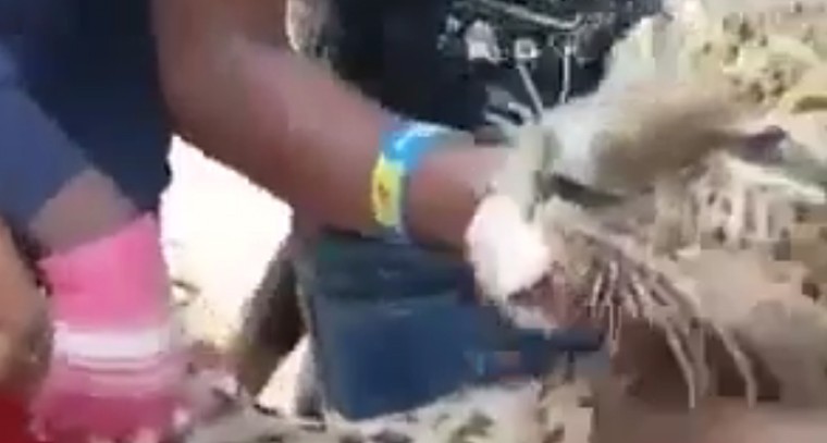 ఆంజనేయస్వామికి ప్రత్యేక పూజలు