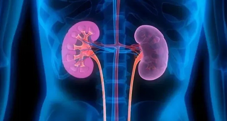 కిడ్నీలు పాడయ్యే ముందు కనిపించే లక్షణాలు ఇవే!

