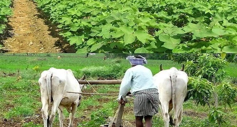 పత్తి పంటలో కలుపు నియంత్రణ.. రైతులకు సులభమైన సూచనలు

