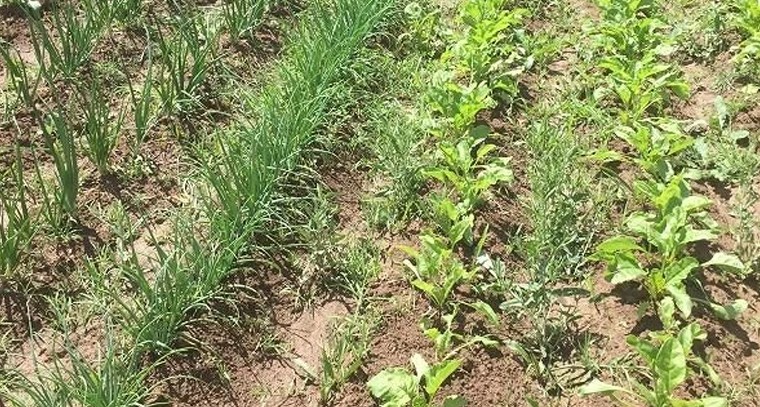 అంతర పంటలతో అధిక లాభాలు.. సాగులో పాటించాల్సిన మెళకువలు

