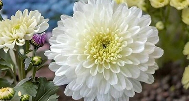 చామంతి సాగులో లాభాల పంట.. పూల పరిమాణం పెరగడానికి నిపుణుల కీలక సూచనలు

