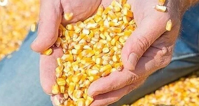 మొక్కజొన్న సాగులో మెళకువలు.. నాణ్యత పాటిస్తేనే గిట్టుబాటు ధర!

