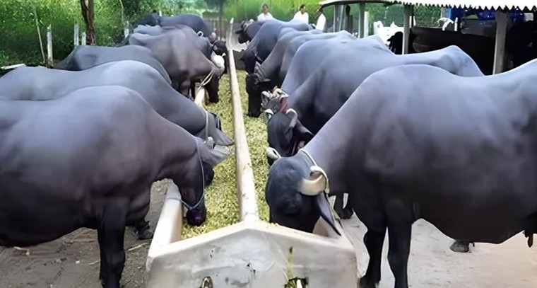 JEE మెయిన్ సెషన్-1 ఫలితాలు విడుదల

