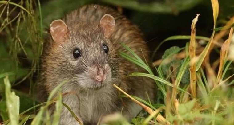 పంటలకు ప్రాణసంకటం ఎలుకలు.. శాస్త్రీయ పద్ధతులతోనే సమర్థవంతమైన నివారణ

