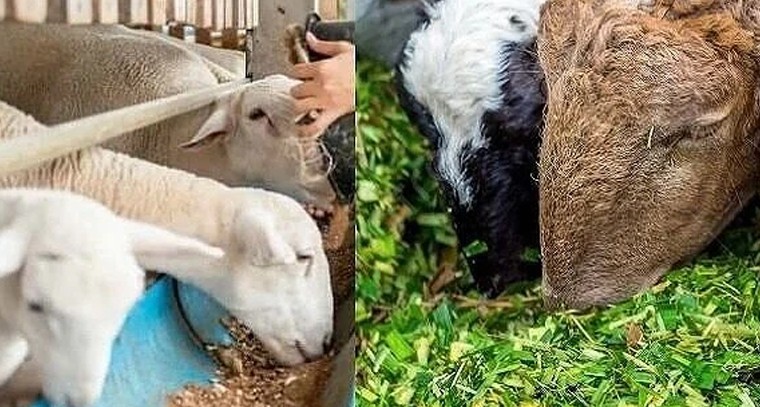 గొర్రెల పెంపకంలో పోషకాహారమే కీలకం.. అధిక లాభాలకు మేలైన దాణా సూత్రాలు

