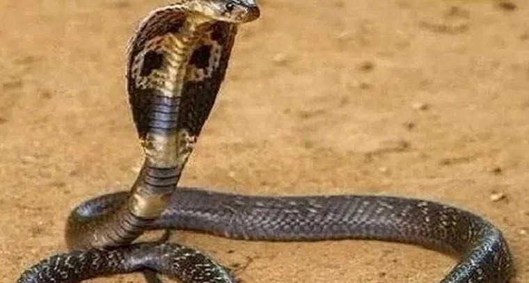 పాము కాటుకు గురైన రైతు

