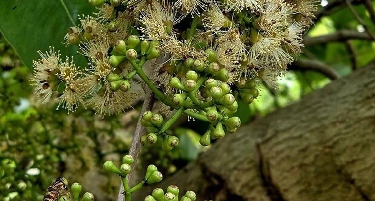 నేరేడు సాగులో అధిక దిగుబడి.. పోషక యాజమాన్యంతోనే నాణ్యమైన పండ్లు

