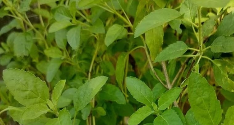 తులసితో ఎన్నో ఆరోగ్య ప్రయోజనాలు 

