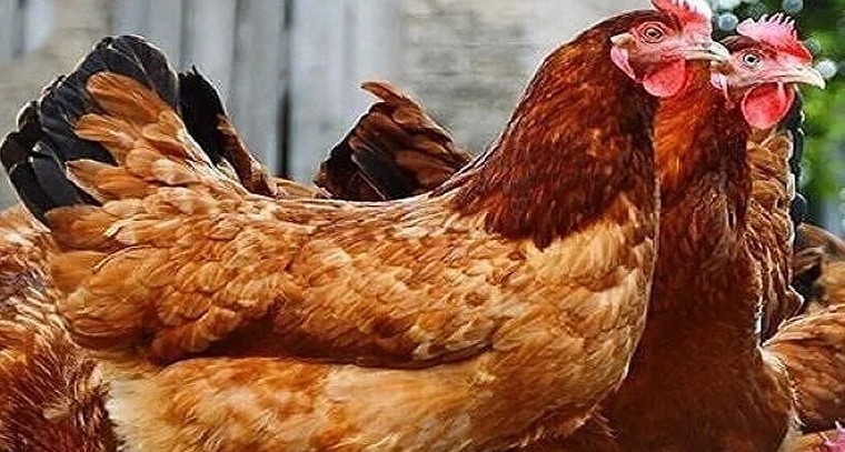 ఈ నెల 16న శ్రీవారి ఆర్జిత సేవలు రద్దు

