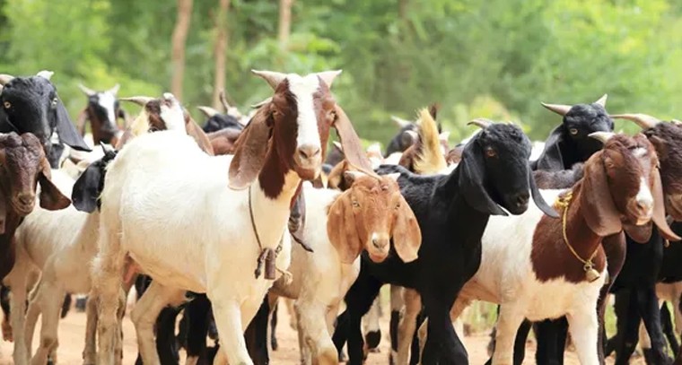 అనంతపురం లో జగన్నాథ రథ యాత్ర మహోత్సవం