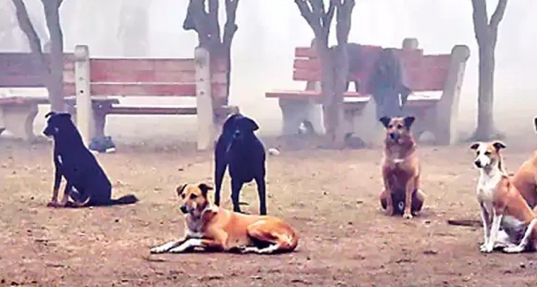 శాకంబరి దుర్గగా చోడవరం అమ్మవారు