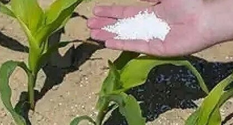 చౌడు నేలల్లో అధిక దిగుబడులు.. నానో యూరియా వాడకంతో రైతులకు మేలు

