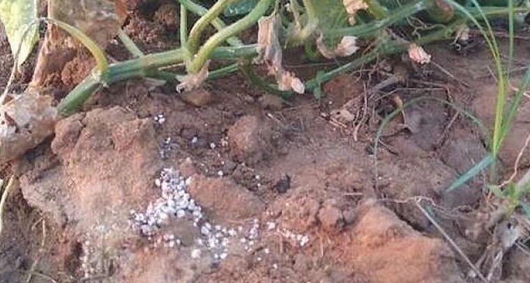 కీరదోస సాగులో 'డౌనీ మిల్డ్యూ' ముప్పు.. నివారణకు శాస్త్రవేత్తల సూచనలు

