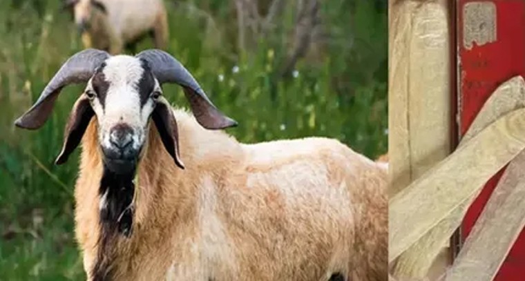 సాల్ట్ ఆర్టుతో అద్భుతంగా తిరుపతి గంగమ్మ చిత్రం