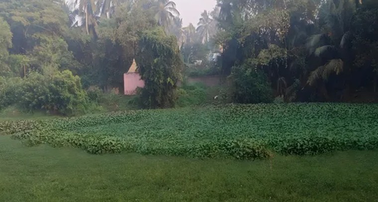 రెల్లబడ్డు కారణంగా సాగునీటిపారుదలకు ఆటంకం

