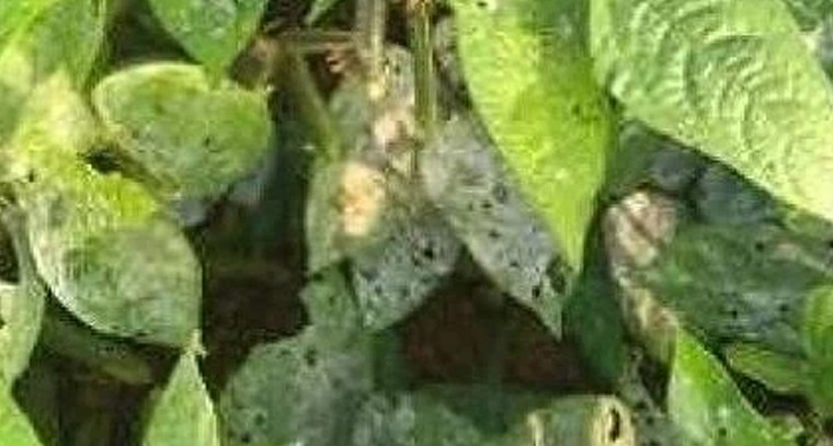 మినుము సాగులో ఎండు తెగులు ముప్పు.. నివారణా చర్యలతోనే అధిక దిగుబడులు

