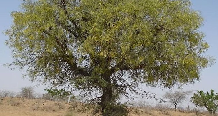 విజయానికి చిరునామా.. శమీ వృక్షం దసరా వేళ దీని ఆరాధన వెనుక ఉన్న మహత్తు

