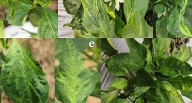 మిర్చి పంటను నాశనం చేసే కుకుంబర్ మొజాయిక్ వైరస్.. లక్షణాలు & తక్షణ నివారణ!

