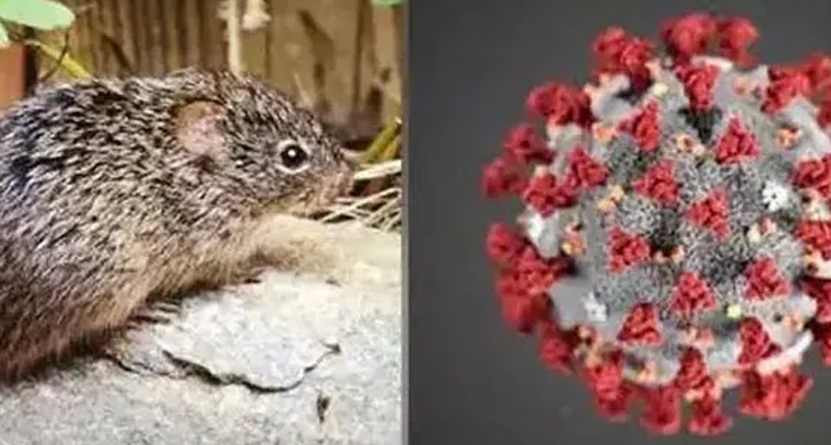 ఘనంగా శ్రీరామలీల పరస మహోత్సవం