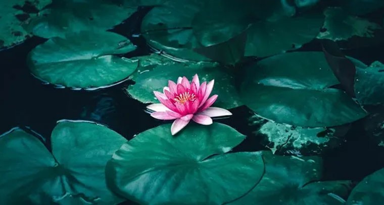 భగవంతునితో ఆధ్యాత్మిక బంధం ఉన్న మొక్కలు ఇవే!