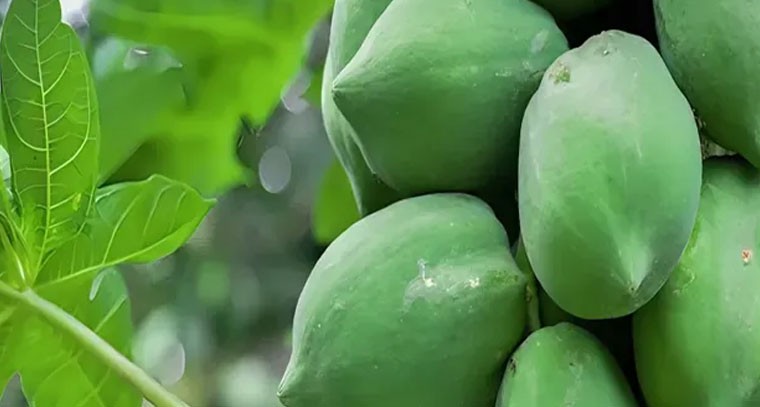 పచ్చి బొప్పాయితో షుగర్ దూరం: నిపుణులు