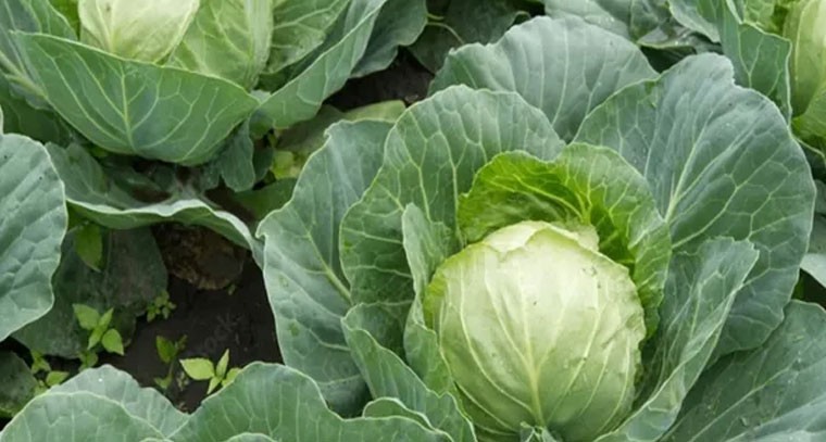 క్యాబేజీ పత్రాలతో కీళ్ల నొప్పులు మాయం!