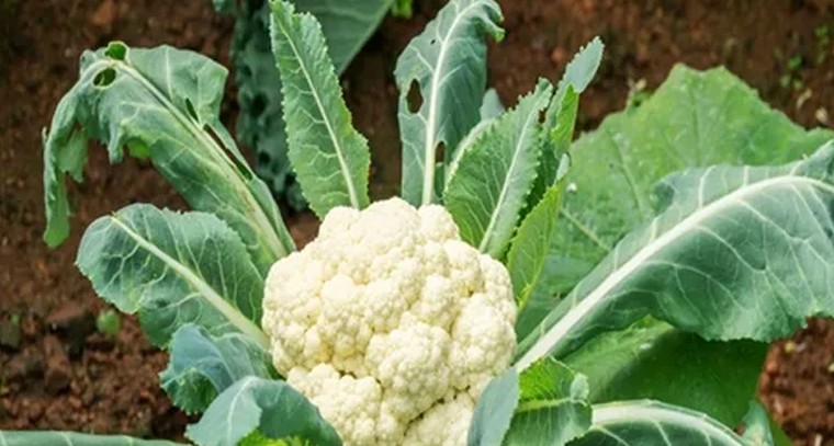 థైరాయిడ్ సమస్య ఉన్నవారు కాలీఫ్లవర్ తినకపోవడమే మంచిది