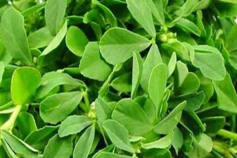 మెంతి కూర ఆరోగ్యానికి ఎంతో మేలు 

