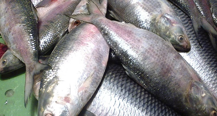 సముద్రపు చేపలు తింటే గుండె సంబంధిత...