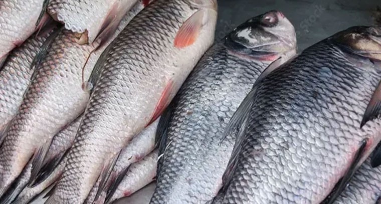 చేపలు తినడం వల్ల ఆస్తమాకు చెక్: నిపుణులు