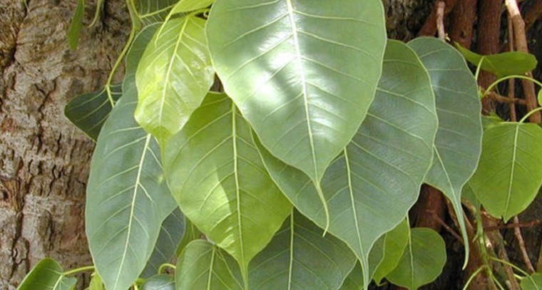  ఇంట్లో ఎక్కడైనా ఈ చెట్టు  పెరగడం ప్రారంభిస్తే