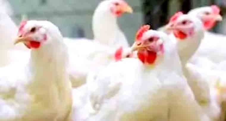 రాష్ట్రంలో ఆ జిల్లాలో బర్డ్ ఫ్లూ వైరస్ కలకలం 
