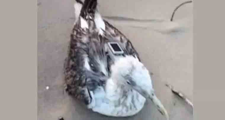 కర్ణాటకలో చైనాకు చెందిన జీపీఎస్ ట్రాకర్ అమర్చిన సముద్రపు పక్షి కలకలం 