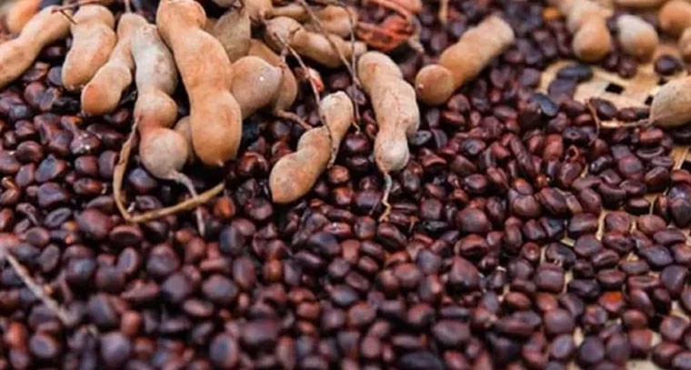 పెరిగిన చింత గింజల ధరలు.. రూ.కోట్లలో వ్యాపారం షురూ