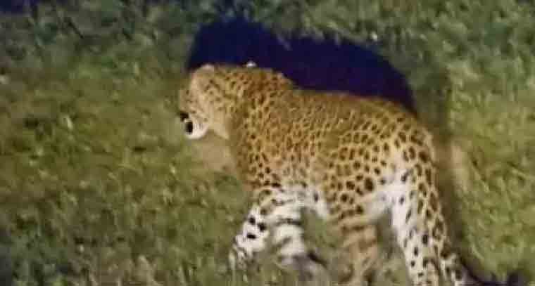 మరోసారి తిరుమలలో చిరుతపులి కలకలం 
