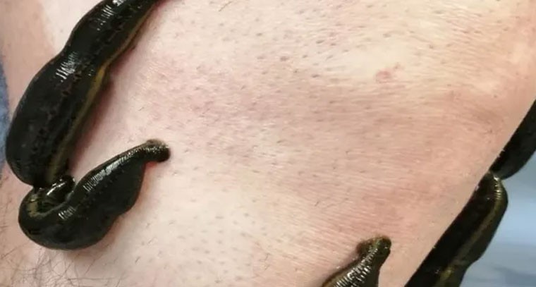 రక్తం తాగే 5 వింత జీవులు ఇవే!