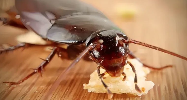 ఇంట్లో బొద్దింకల బెడదతో విసిగిపోయారా? ఇలా చేయండి