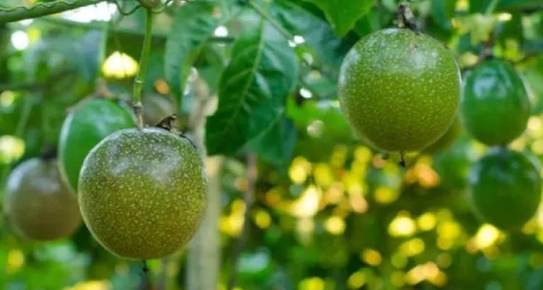 ‘ఫ్యాషన్ ఫ్రూట్’ విత్తనం తయారీ ఇలా..